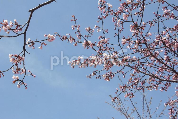 青空に映える満開の桜 さくら,さわやか,コピースペースの写真素材
