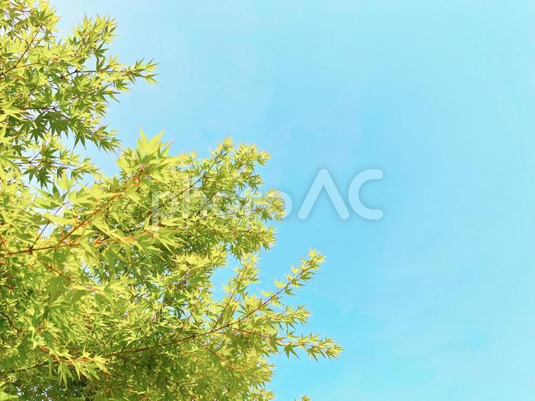 すがすがしい青空と新緑の楓　秋には紅葉 空,楓,新緑の写真素材