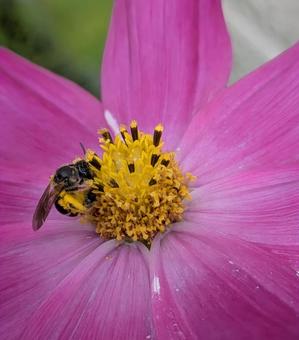 Bee on cosmos, JPG Bee on cosmos, JPG