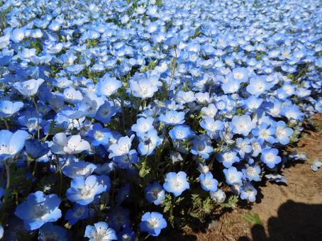 Nemophila at Hitachi Seaside Park, JPG