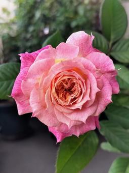 ベランダのバラ・シャルール ベランダのバラ・シャルール 薔薇,バラ,シャルールの写真素材
