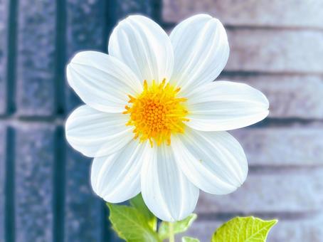 見事に開花したダリアの花１６ ダリア,咲いた,開花の写真素材
