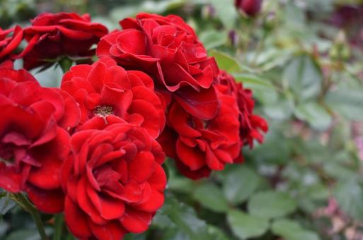 植物・花 美しいバラ 薔薇 庭 開花 植物・花 美しいバラ 薔薇 庭 開花の写真