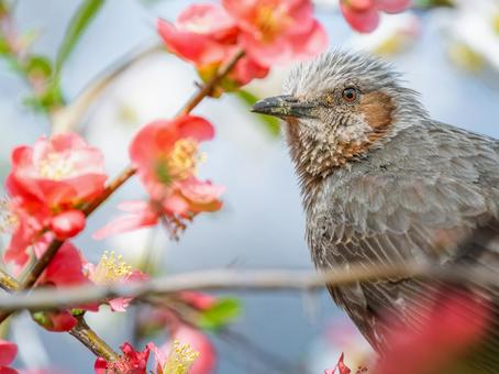 ボケの花とヒヨドリ ボケの花とヒヨドリの写真