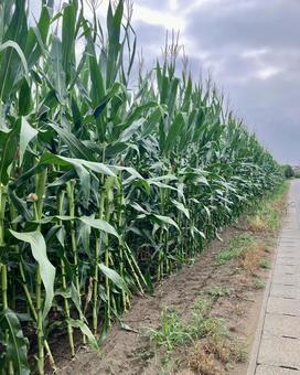 Photo, corn, bait, breeding, 