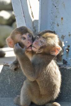 Child monkey, JPG Child monkey, JPG