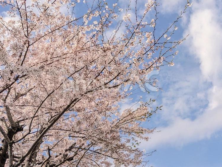 満開の桜と晴れた空 満開,桜,花見の写真素材