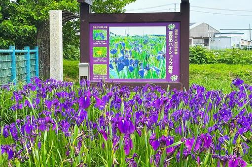 花菖蒲 花菖蒲 自然,風景,紫の写真素材