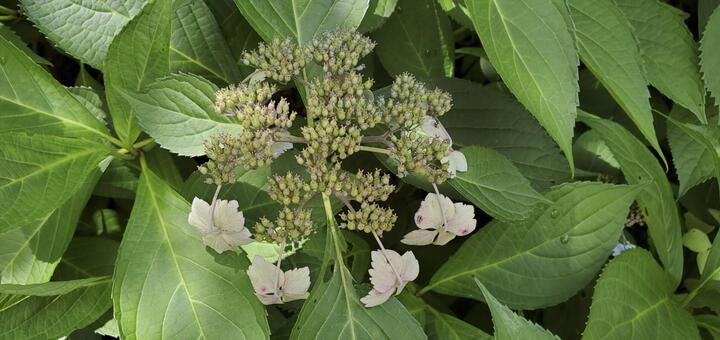 枯れた額紫陽花 額紫陽花,花,植物の写真素材