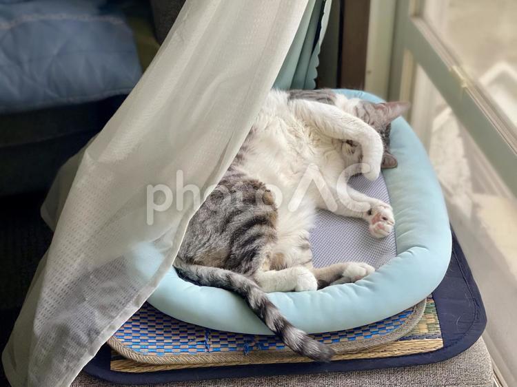 窓際で爆睡されるサバ白猫様 猫,可愛い,サバシロの写真素材