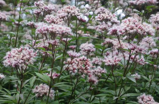 準絶滅危惧種 フジバカマ,花,flowerの写真素材
