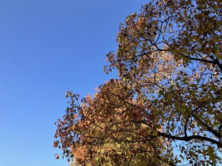 秋晴れと紅葉 紅葉,彩り,秋の写真素材