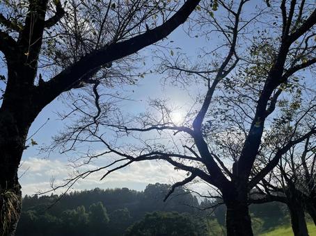 Photo, mountain, wood, landscape, 