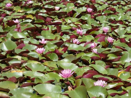 睡蓮花 睡蓮花 スイレン,みずみずしい,生命の写真素材