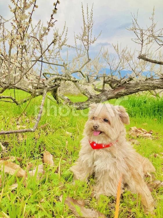 梅の花と犬 梅,梅の花,満開の写真素材