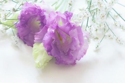 トルコキキョウの花 トルコキキョウの花 トルコキキョウ,花,植物の写真素材