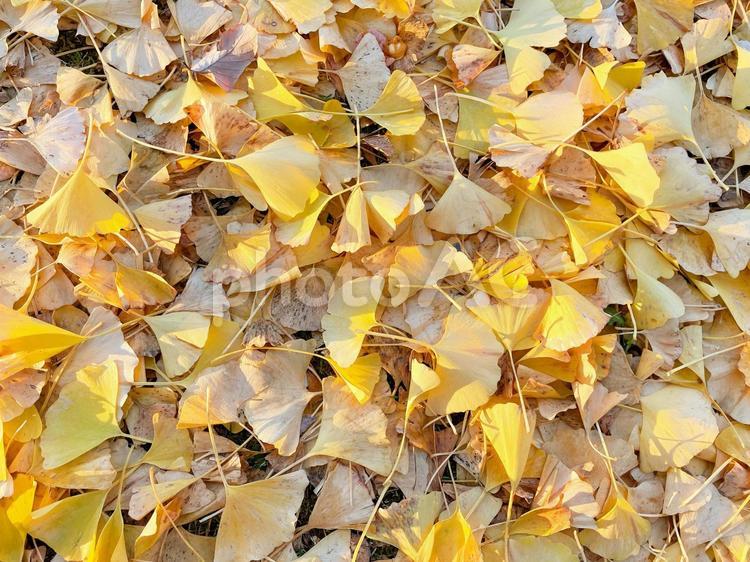 綺麗な一面のイチョウの落ち葉の風景 いちょう,yellow,銀杏の写真素材