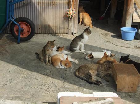 のんびり寝ているたくさんの猫 のんびり寝ているたくさんの猫の写真