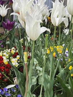 tulips, JPG