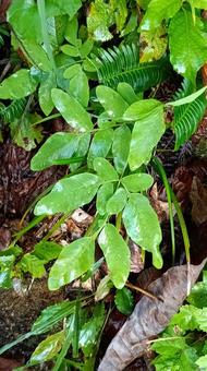 シダの仲間・ゼンマイ？ロイヤルファーン シダ,ゼンマイ,ロイヤルファーンの写真素材