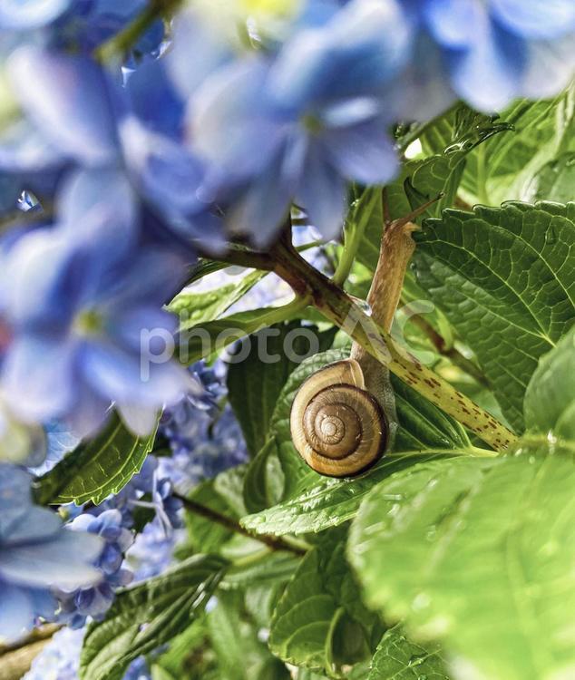 お食事中のカタツムリ 紫陽花,カタツムリ,でんでんむしの写真素材