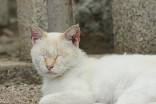 cat, JPG cat, JPG