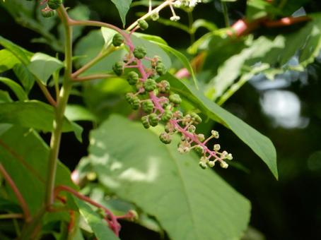 【植物写真】ヨウシュヤマゴボウ 【植物写真】ヨウシュヤマゴボウの写真