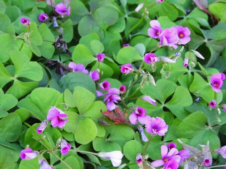 カタバミ カタバミ,花,植物の写真素材