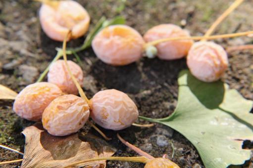 Ginkgo nuts, fallen fruit, JPG