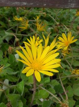 ユリオプスデージーの写真