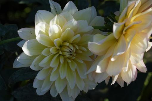 ダリア（ラブストーリー） ダリア,ラブストーリー,桃色の写真素材