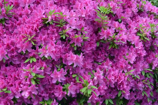 ツツジ ツツジ 花,自然,ツツジの写真素材