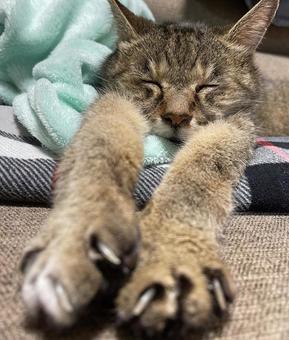 のびのび〜 ネコ,昼寝,のびのびの写真素材