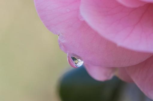 雨上がりの乙女椿の花 雨上がりの乙女椿の花の写真