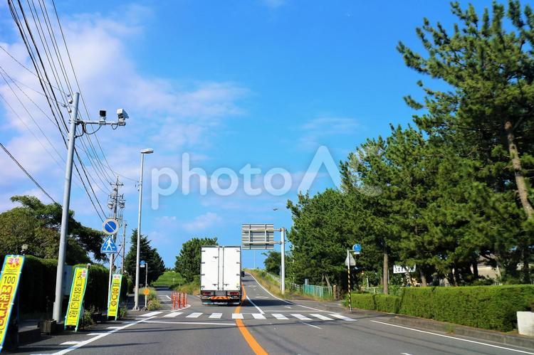 街路樹　松の並木道 街路樹,松,並木の写真素材