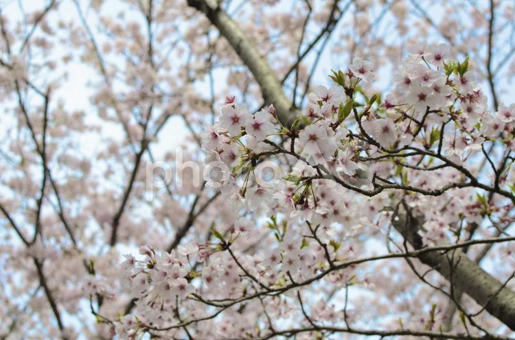 桜の花の木 桜,さくら,ソメイヨシノの写真素材