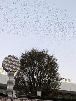 ムクドリの大群 ムクドリ,椋鳥,大群の写真素材
