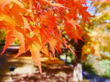 紅葉 紅葉の写真