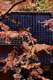 香嵐渓の紅葉 愛知の絶景 モミジ 秋風景 紅葉,秋,モミジの写真素材