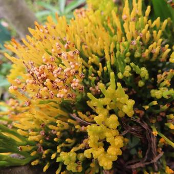 マツバラン（松葉蘭）の写真