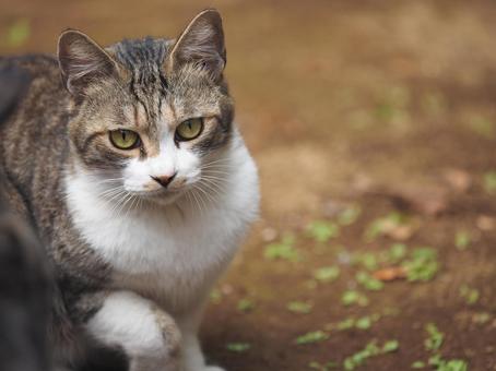 こちらに向かってくるトラ猫 こちらに向かってくるトラ猫の写真