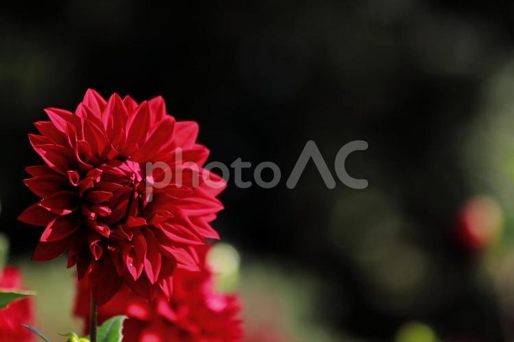 赤いダリア-4　背景暗い ダリア,花,秋の写真素材