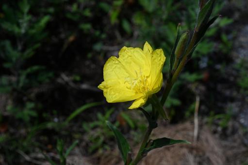 家の庭に咲いた待宵草の花 家の庭に咲いた待宵草の花の写真