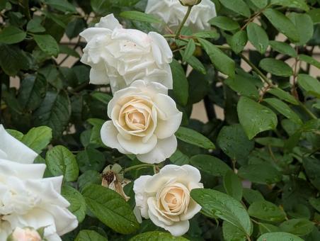 薔薇 薔薇,春,秋の写真素材