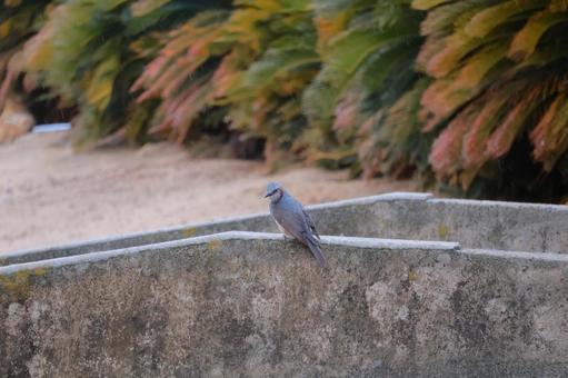 大久野島のヒヨドリ 大久野島のヒヨドリの写真