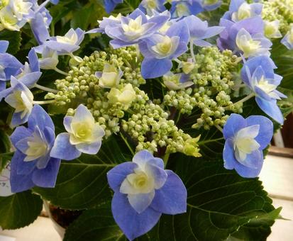 【花の写真】紫陽花の花 【花の写真】紫陽花の花 紫陽花,アジサイ,あじさいの写真素材