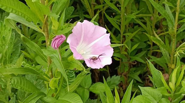 ヒルガオとかに蜘蛛 ヒルガオとかに蜘蛛の写真