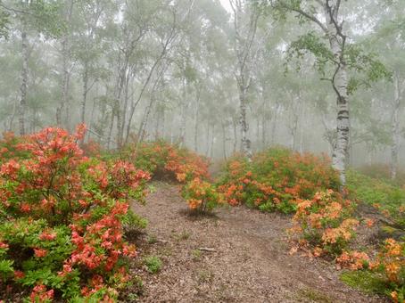 霧の白樺林とレンゲツツジ 霧の白樺林とレンゲツツジの写真