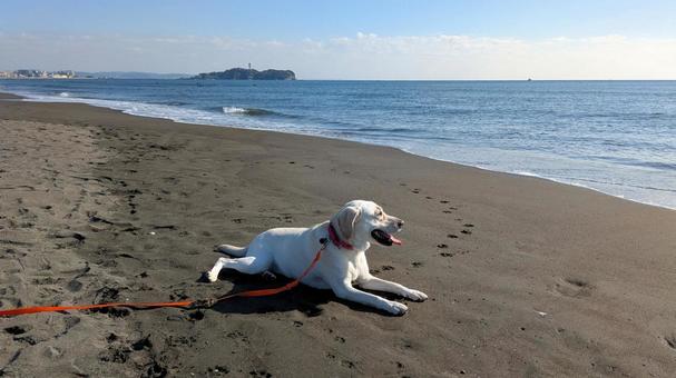 江の島を背景に大型犬 犬,海,波打際の写真素材