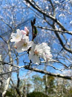 桜 桜 桜,春,花見の写真素材